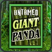 untamed giant panda